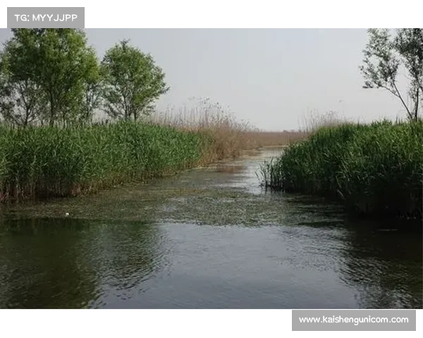 赵信英雄传奇五大战斗策略解析助你轻松制胜敌人